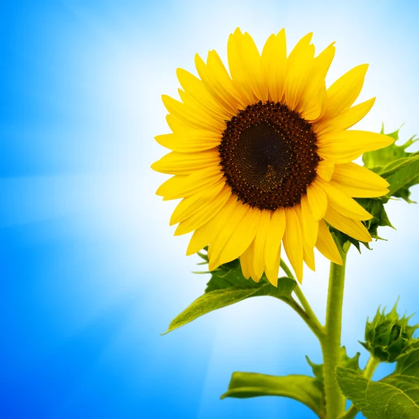 Beautiful sunflower Stock Photo