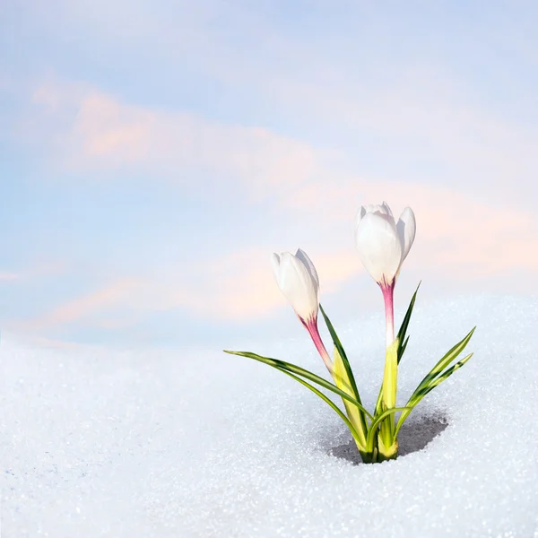 Snödroppe croucuses på blommande i snö Stockbild