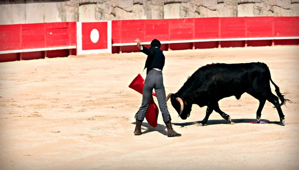 Бои быков на арене "Ньюмз" — стоковое фото