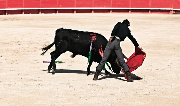 Tauromachie dans l'arène des nîmes — Photo