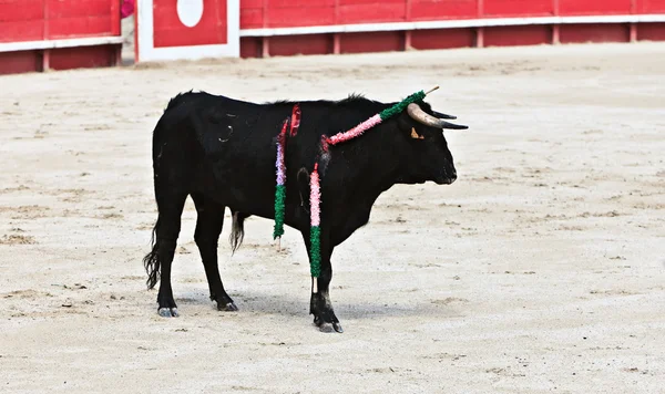 Bullfighting in the nîmes arena — 图库照片