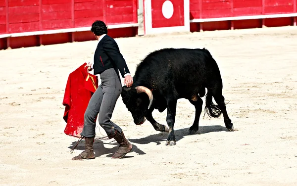 Bullfighting in the nîmes arena — Stockfoto