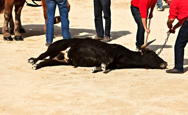Lutas de touros na arena das névelmes — Fotografia de Stock