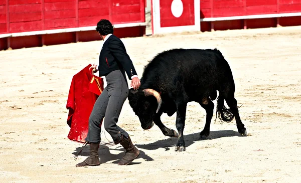 Bullfighting in the nîmes arena — ストック写真
