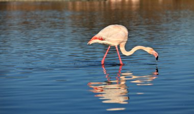 Flamingolar doğal alanda