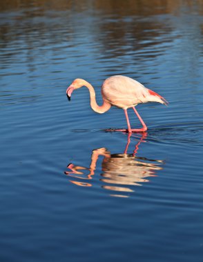 Flamingolar doğal alanda