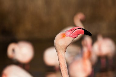 Flamingolar doğal alanda