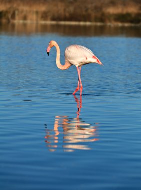 Flamingolar doğal alanda