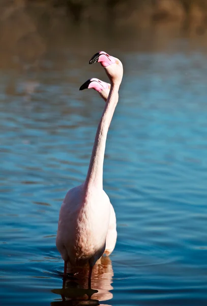 Flamingos in natürlicher Umgebung — Stockfoto