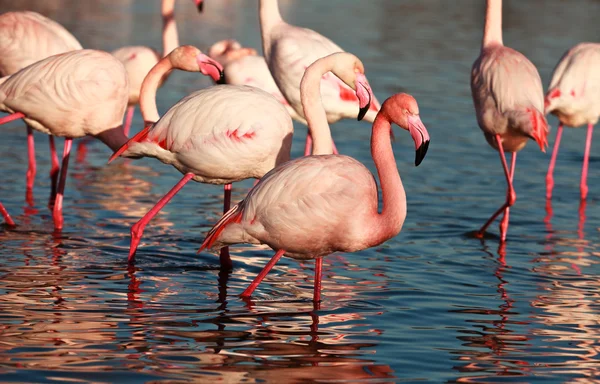 stock image Flamingos in natural area