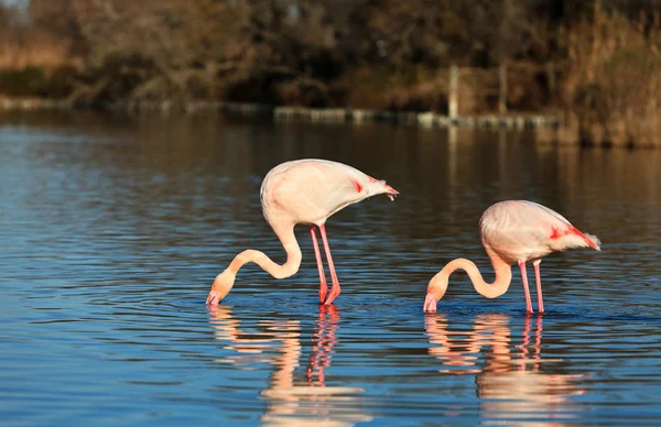 Flamingos in natural area — Stock Photo, Image