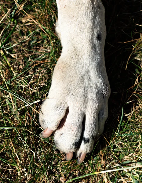 Dog leg — Stock Photo, Image