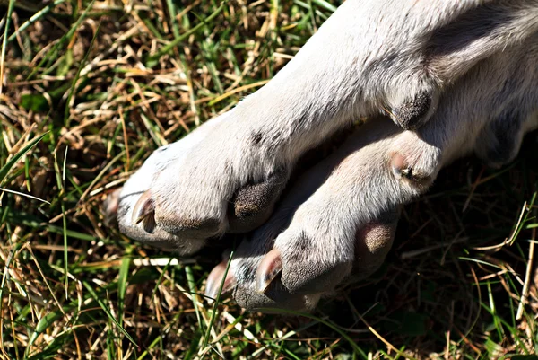 Nogi psa — Zdjęcie stockowe