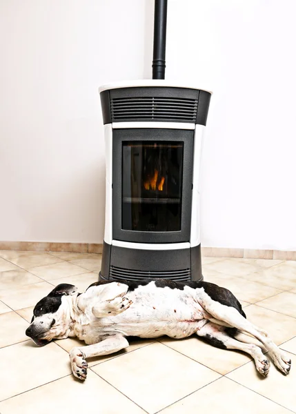 Dog and stove — Stock Photo, Image