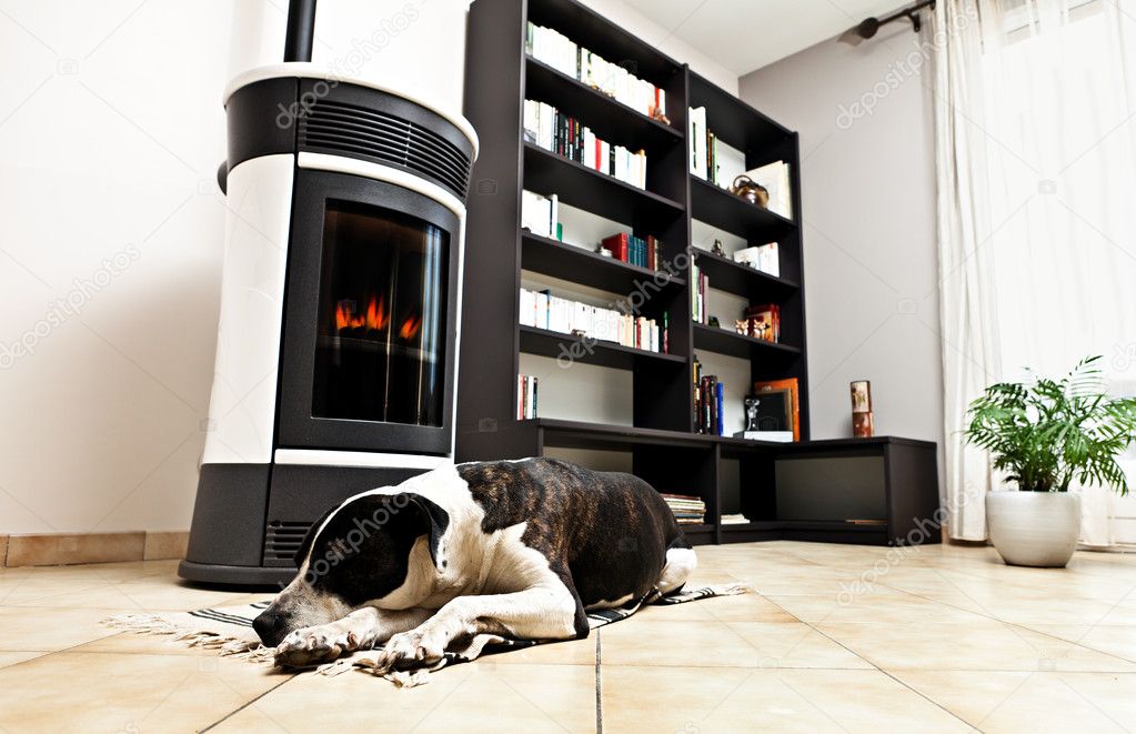 Dog and stove — Stock Photo © delkoo 9285943