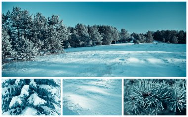 Forest in winter clipart