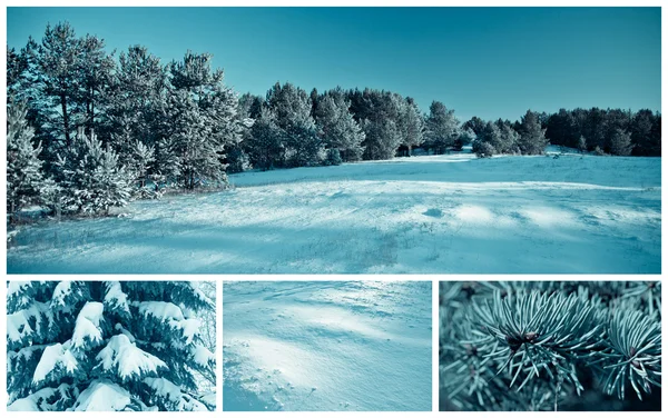 stock image Forest in winter