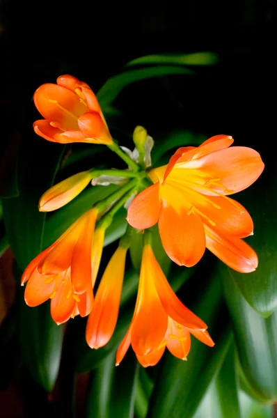 Clivia květiny. — Stock fotografie