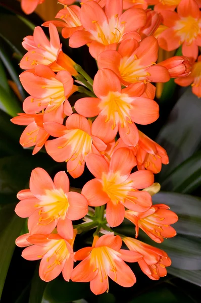 Een bloemen clivia. — Stockfoto