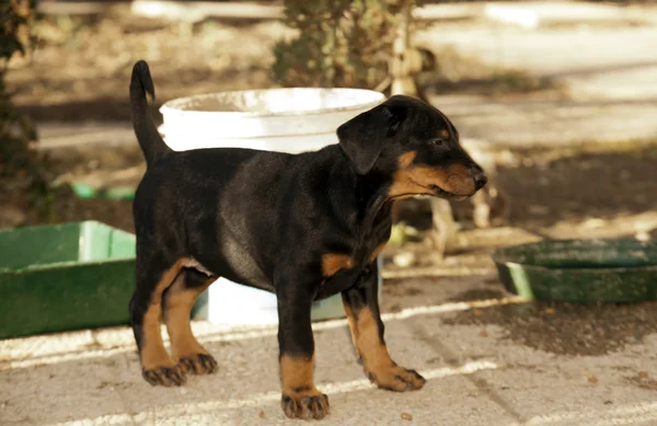 A little puppy of dobermann — Stock Photo, Image