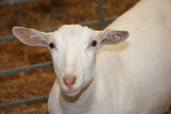 White Goat. — Stock Photo, Image