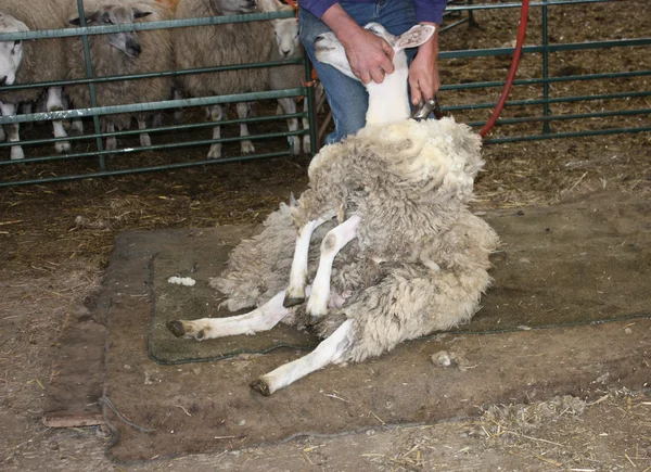 A Sheep Being Sheared. — Stock Photo, Image