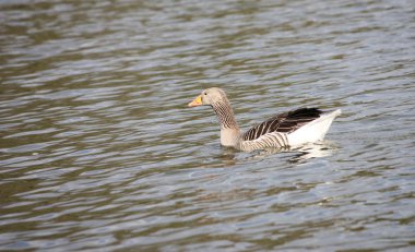 Greylag Kaz.