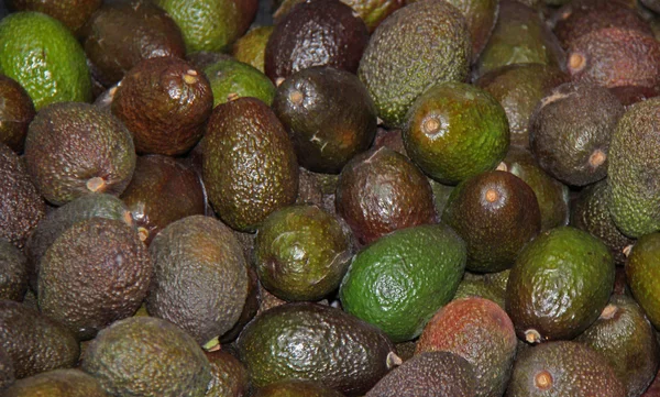 Frutos de abacate . — Fotografia de Stock