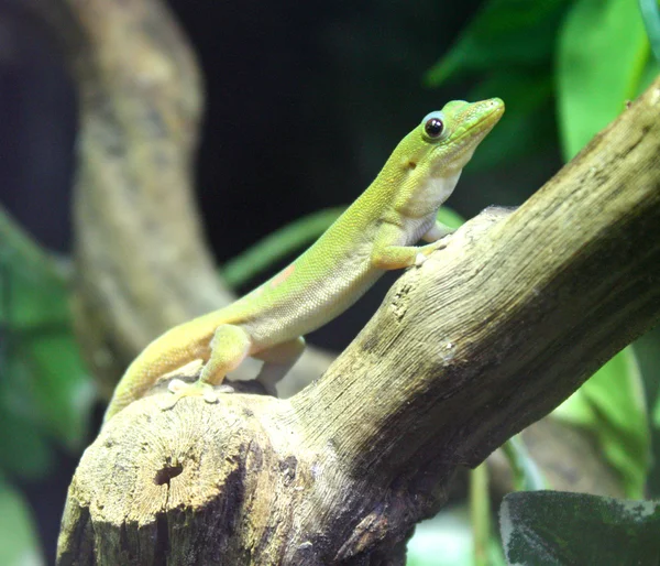 stock image Green Lizard.