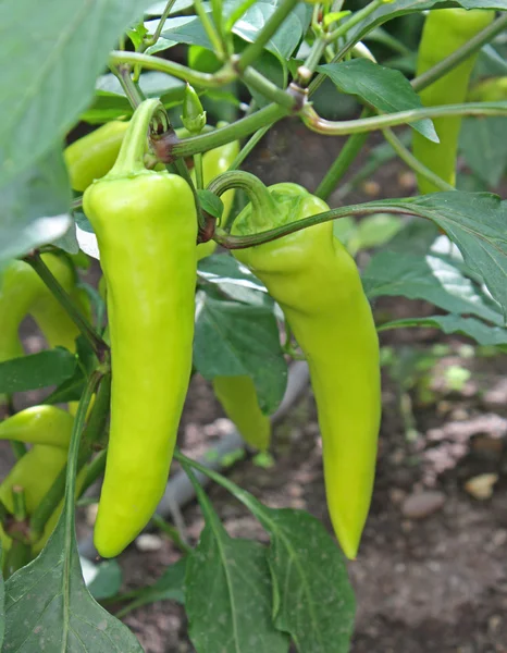 Πράσινες καυτερές πιπεριές — Φωτογραφία Αρχείου