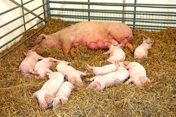 그녀의 새끼 돼지와 엄마 돼지. — 스톡 사진