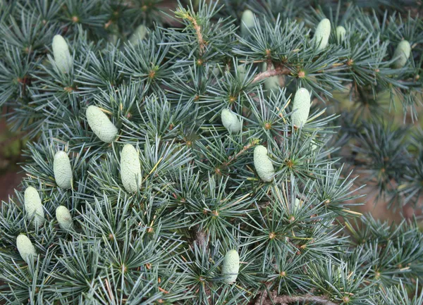 Pine Cones. — Stock Photo, Image