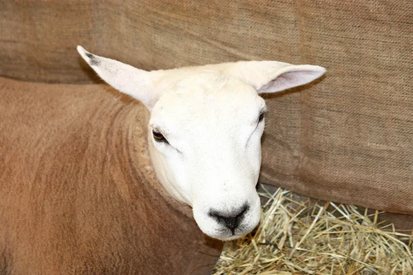 Zadbana owiec. — Zdjęcie stockowe