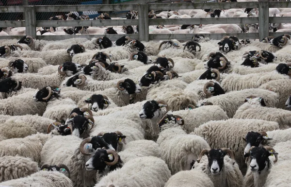 Um rebanho de ovelhas com chifres . — Fotografia de Stock