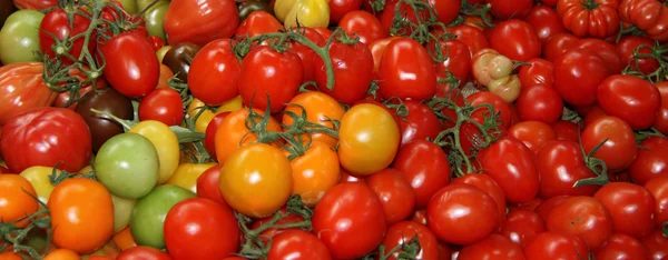 Różne kolorowe pomidory. — Zdjęcie stockowe