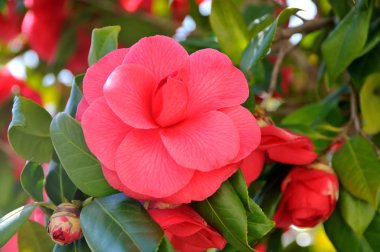 Flower of camellia clipart