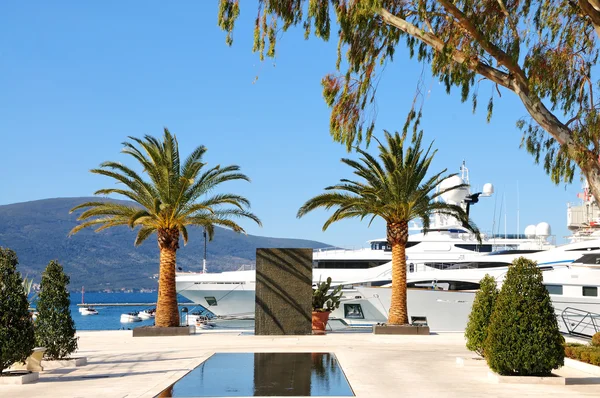 Yachts and palms in the port — Stock Photo, Image