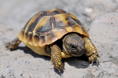 Young Herman's tortoise clipart