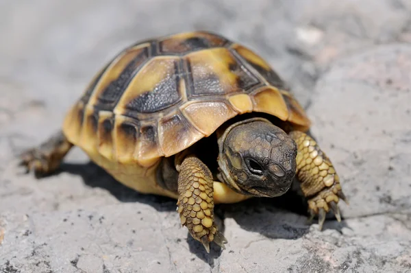 stock image Young Herman's tortoise