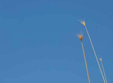 Mavi gökyüzü ile çimen