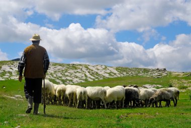 Shepherd with his sheep clipart