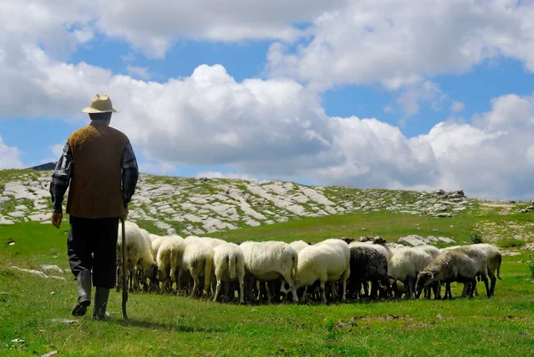 Ποιμένα με τα πρόβατα του Φωτογραφία Αρχείου