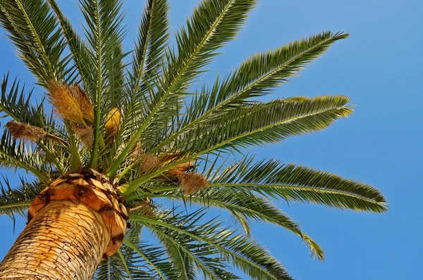 stock image Palm tree