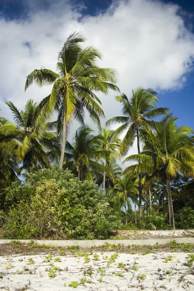 Palmbomen op eiland zanzibar — Stockfoto
