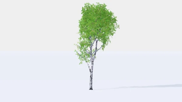Birch tree — Stock Photo, Image