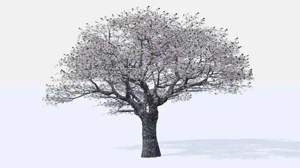 Cseresznyefa — Stock Fotó