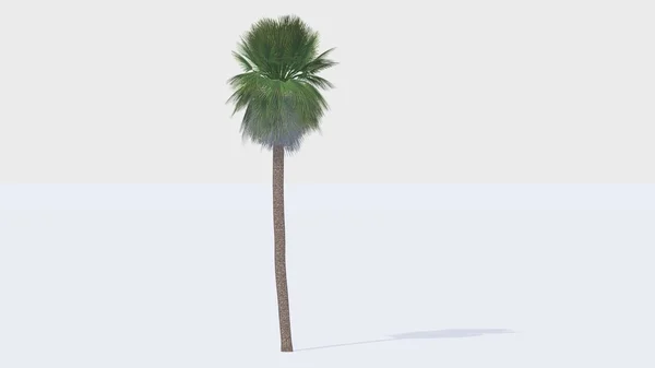 Мексиканская пальма — стоковое фото