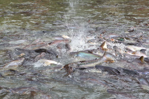 Voederen van vis in bangkok rivier — Stockfoto