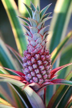 Ananas.