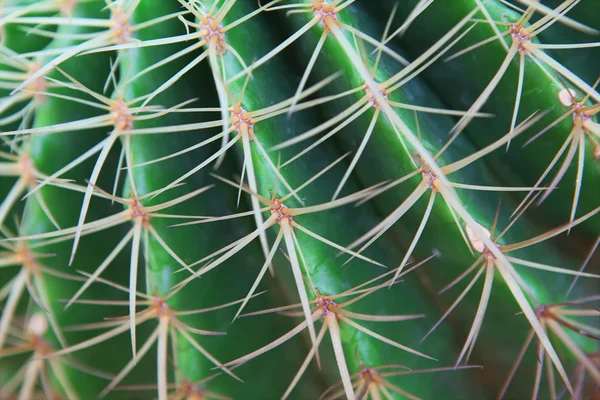 Cactus — Stock Photo, Image